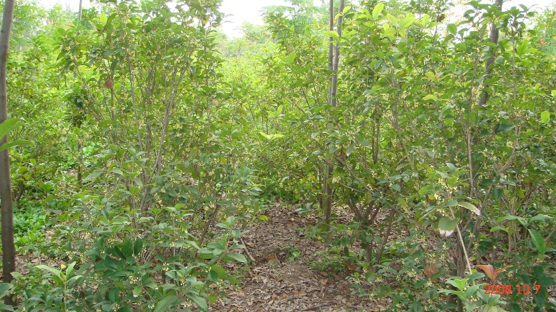 南通錦繡河山苗木最近動態